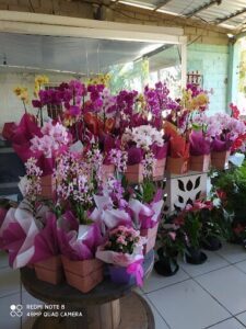 Canto Verde Plantas e Flores