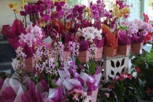 Canto Verde Plantas e Flores
