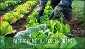 caring for cool season crops