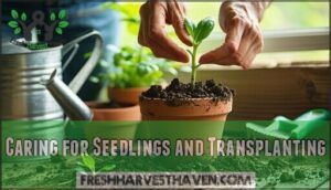 caring for seedlings and transplanting