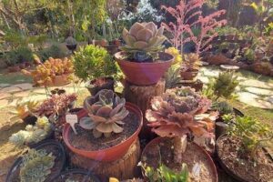 Casa Verde Garden