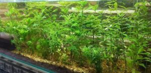 Chácara Plants