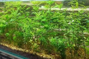 Chácara Plants