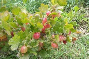 Chacra Las Moras