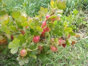 Chacra Las Moras