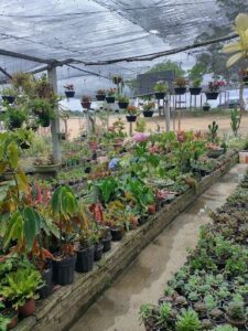 Chay Plantas e Artesanatos
