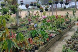 Chay Plantas e Artesanatos