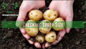 checking tuber size
