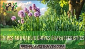 chives and garlic chives characteristics