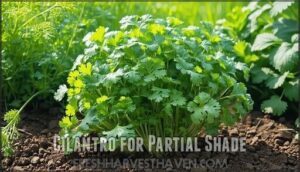 cilantro for partial shade