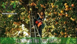 climbing the tree safely
