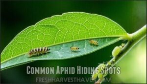 common aphid hiding spots