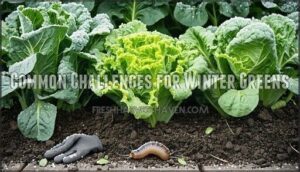 common challenges for winter greens