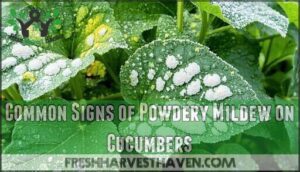 common signs of powdery mildew on cucumbers