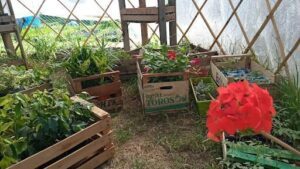 Corazón de Tierra - Productos Naturales - Vivero - Plantines de hortalizas - EcoTienda