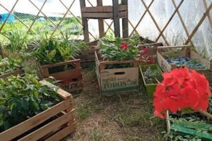 Corazón de Tierra - Productos Naturales - Vivero - Plantines de hortalizas - EcoTienda