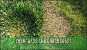 crabgrass and quackgrass
