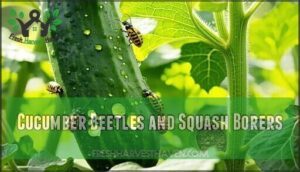 cucumber beetles and squash borers