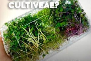 Cultiveae microverdes, horta em Salvador