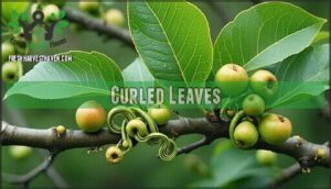 curled leaves