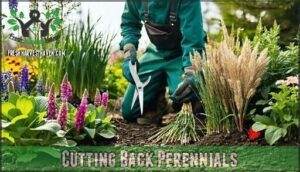 cutting back perennials