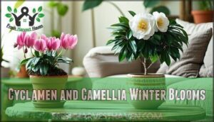 cyclamen and camellia winter blooms