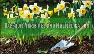 daffodil varieties and multiplication
