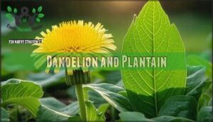 dandelion and plantain