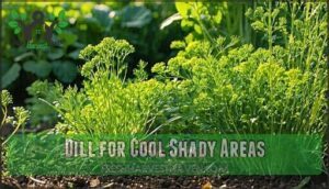 dill for cool shady areas