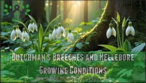 dutchman’s breeches and hellebore growing conditions