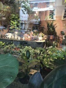 EL BOSQUE PLANTAS