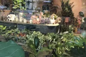 EL BOSQUE PLANTAS