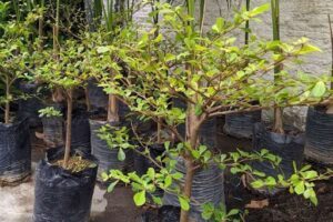Empório das Plantas Penedo