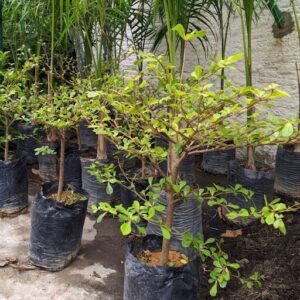 Empório das Plantas Penedo