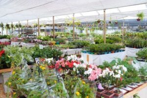 Empório Garden Center - Flores e Plantas em Imperatriz - MA