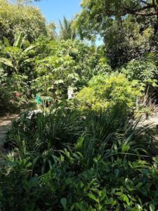 Espaço Das Plantas