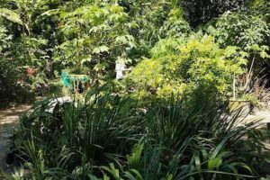 Espaço Das Plantas