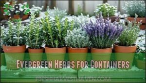 evergreen herbs for containers