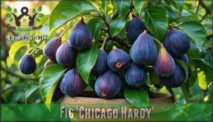 fig 'chicago hardy'