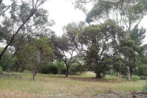 Flinders University Permaculture Garden