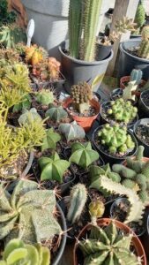Flora Maia Cactos & Suculentas