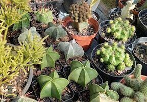 Flora Maia Cactos & Suculentas
