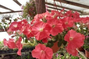 Florería y vivero Pecrima
