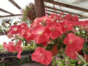 Florería y vivero Pecrima