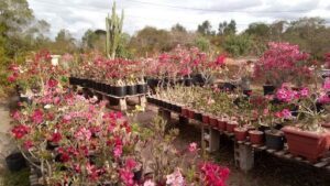 Floricultura Arte & Plantas