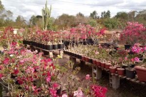 Floricultura Arte & Plantas