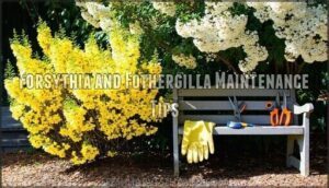 forsythia and fothergilla maintenance tips