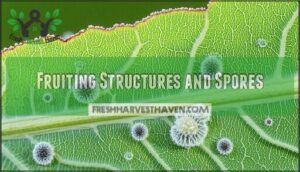 fruiting structures and spores