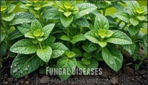 fungal diseases