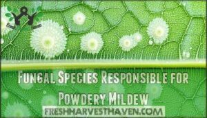 fungal species responsible for powdery mildew